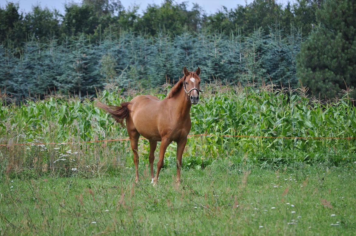 Anden særlig race Celina - tykke :) billede 19