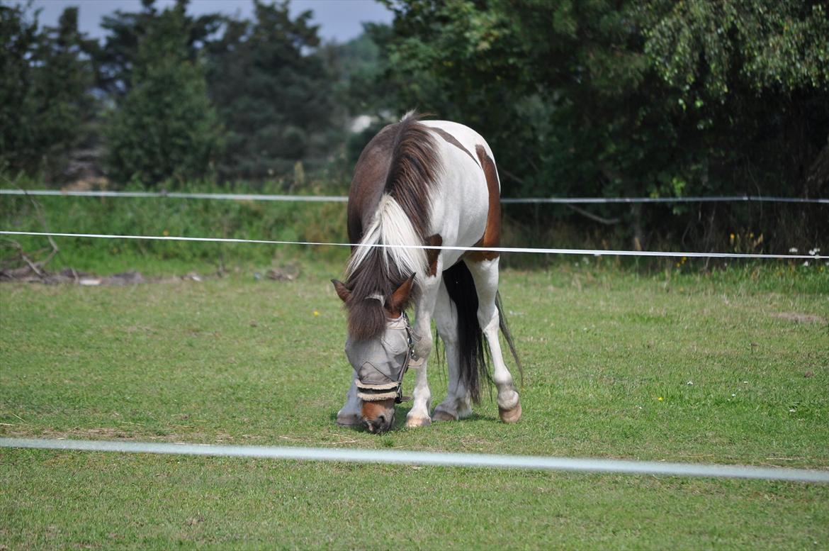 Islænder lokkur billede 17