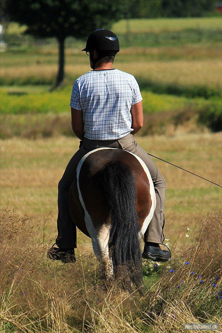 Islænder lokkur - foto laura bogut :-) billede 18