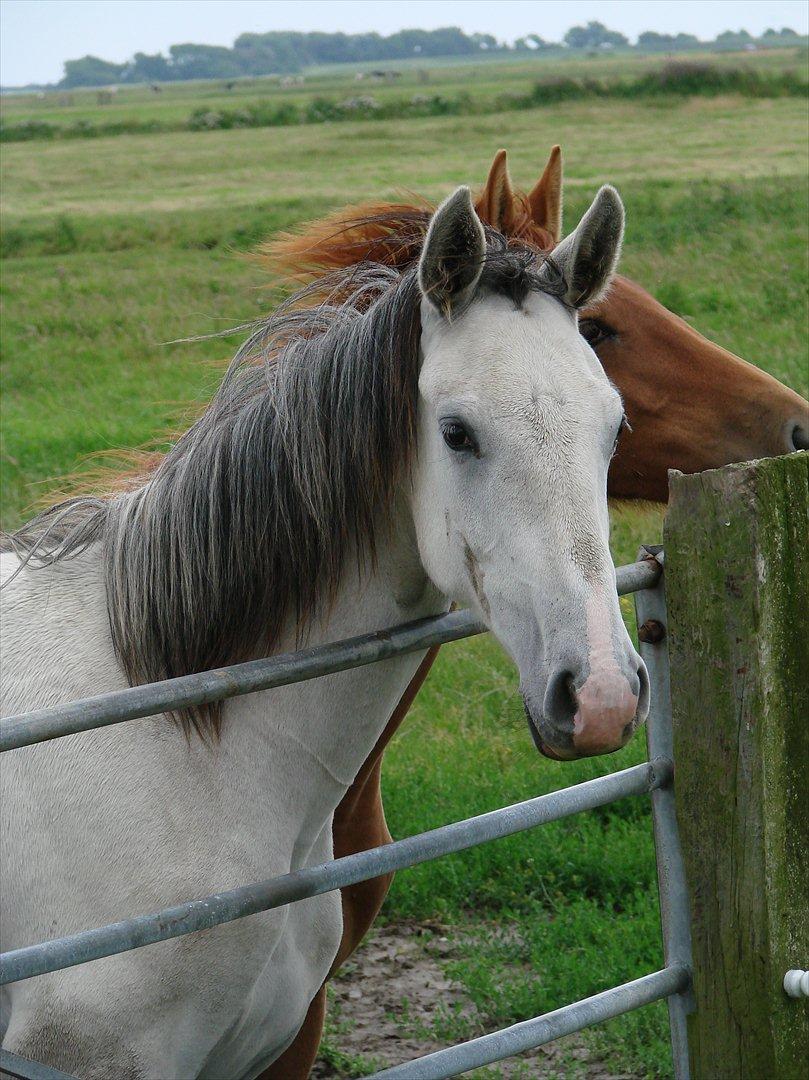 Dansk Varmblod Lw Finess billede 3