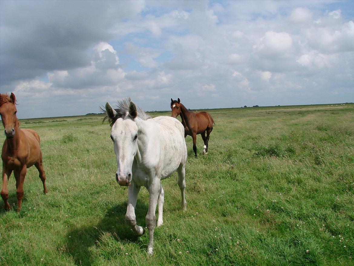 Dansk Varmblod Lw Finess billede 5