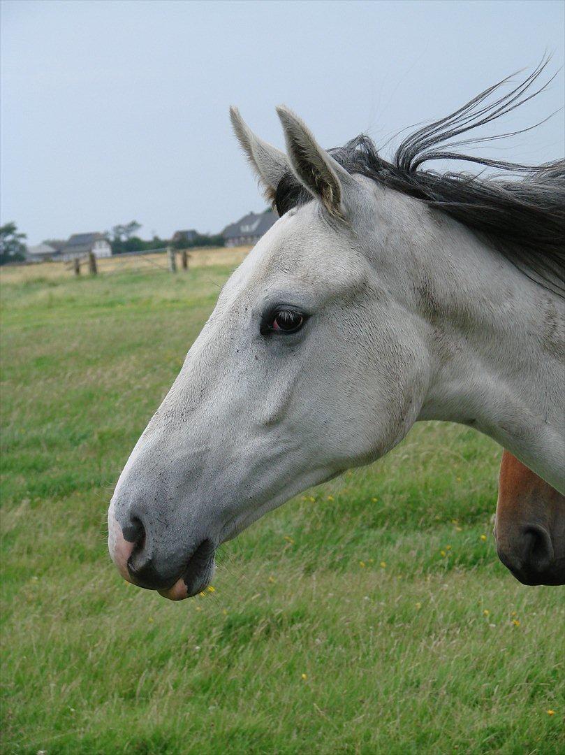 Dansk Varmblod Lw Finess billede 7