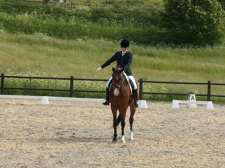 Trakehner Dalton - Det er altså lidt svært at se lækker ud, når jeg skal stå med hovedet nede ;D billede 11