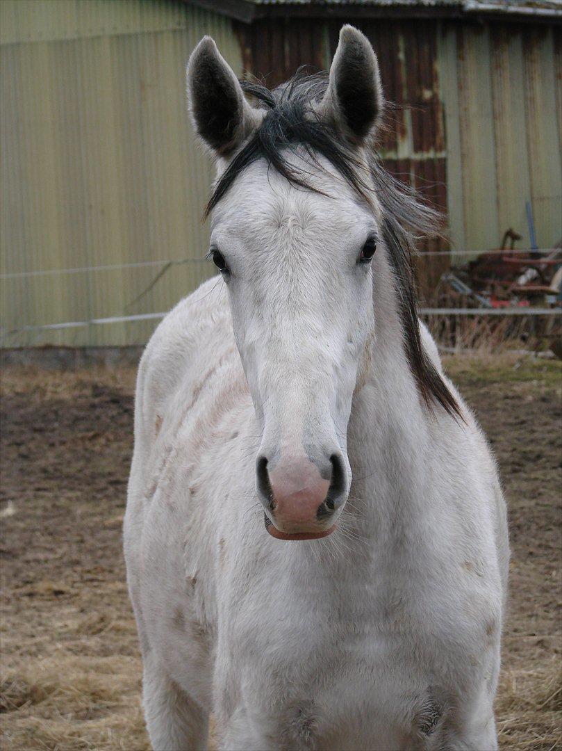 Dansk Varmblod Lw Finess billede 8