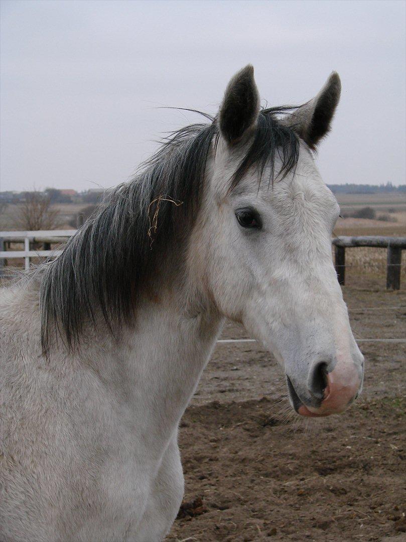 Dansk Varmblod Lw Finess billede 9