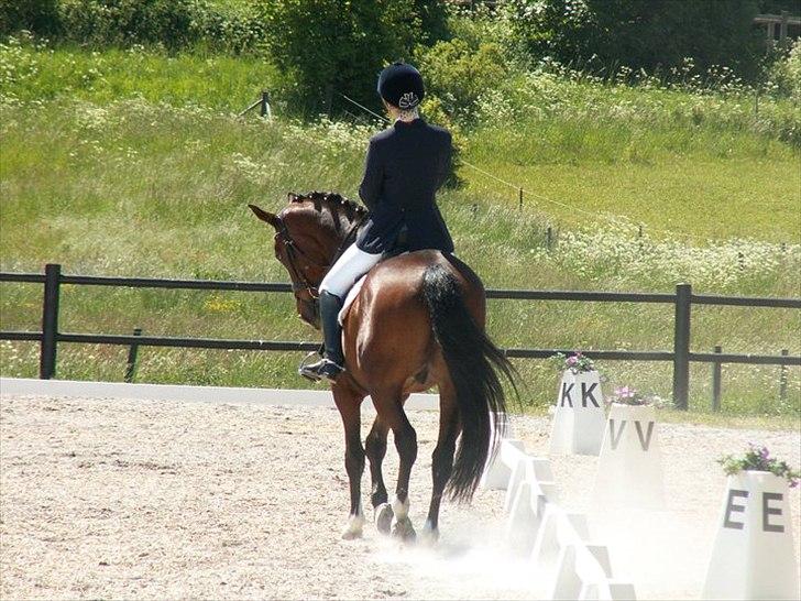 Trakehner Dalton billede 15