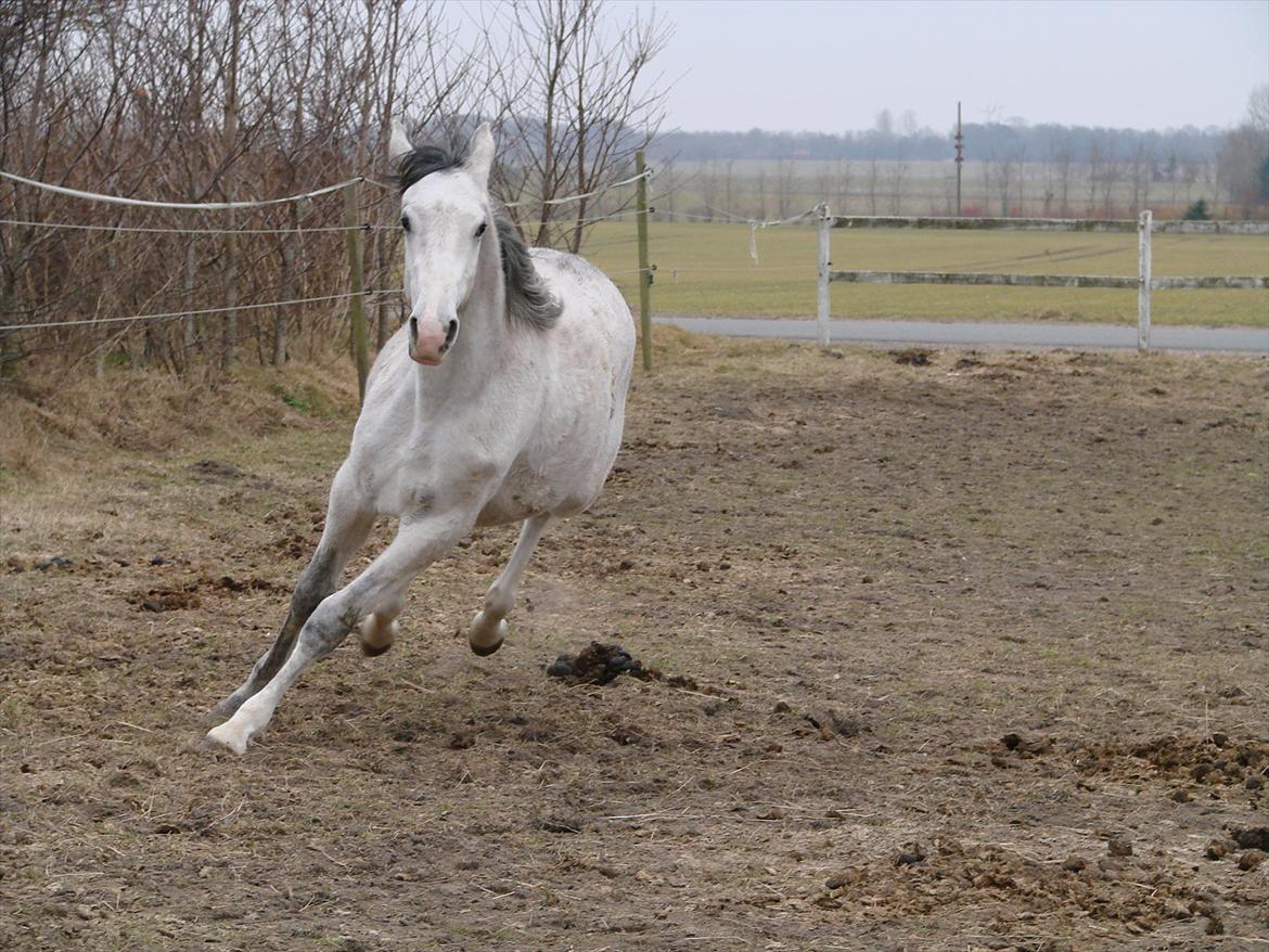 Dansk Varmblod Lw Finess billede 12