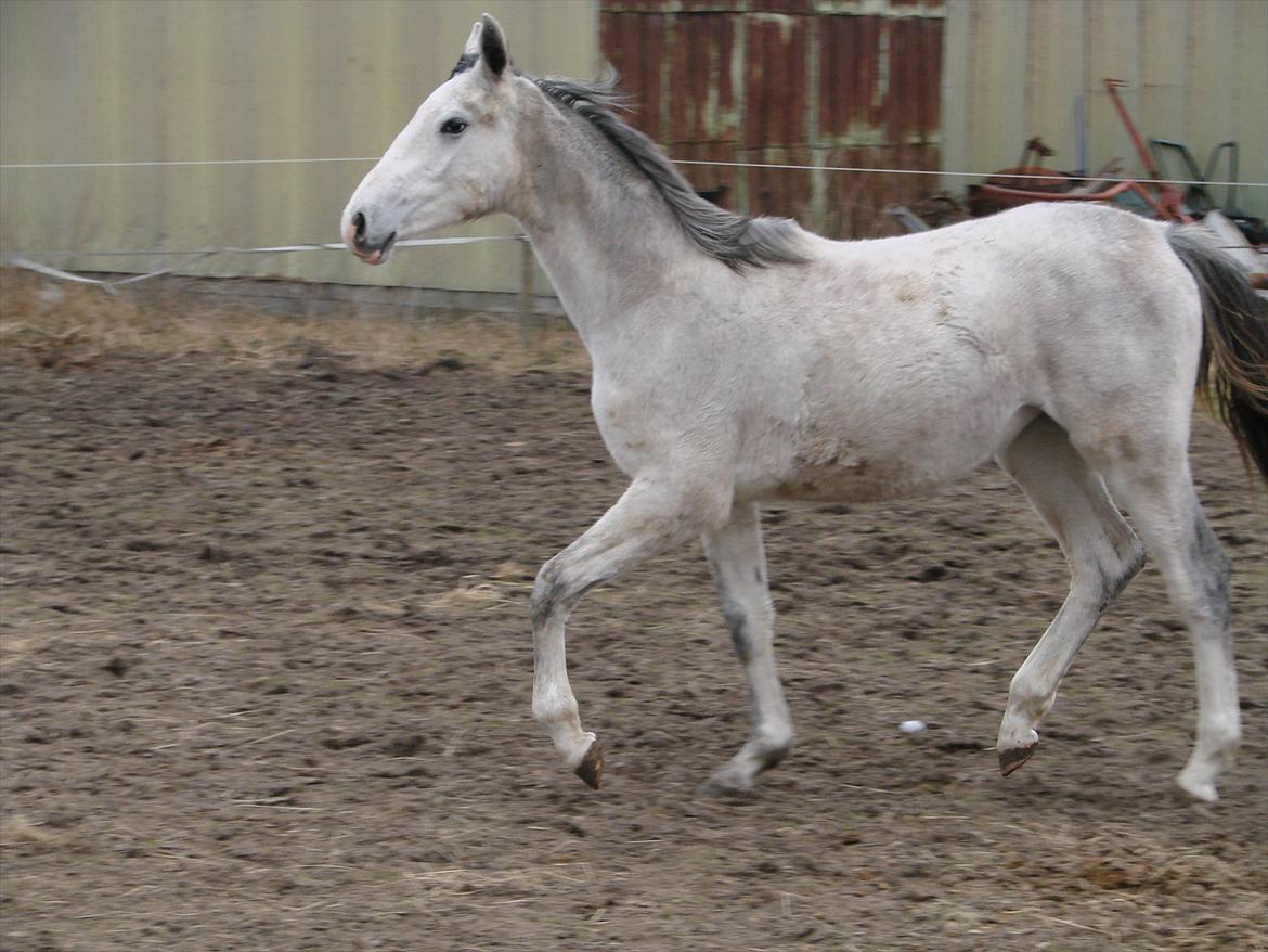 Dansk Varmblod Lw Finess billede 13