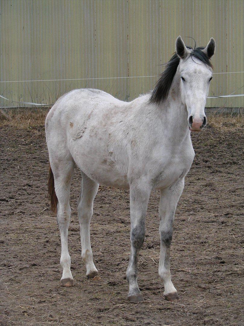 Dansk Varmblod Lw Finess billede 15