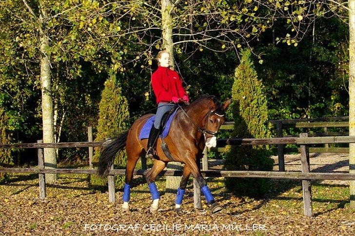 Trakehner Dalton - En dejlig efterårsdag på Hesselhøj :) billede 17