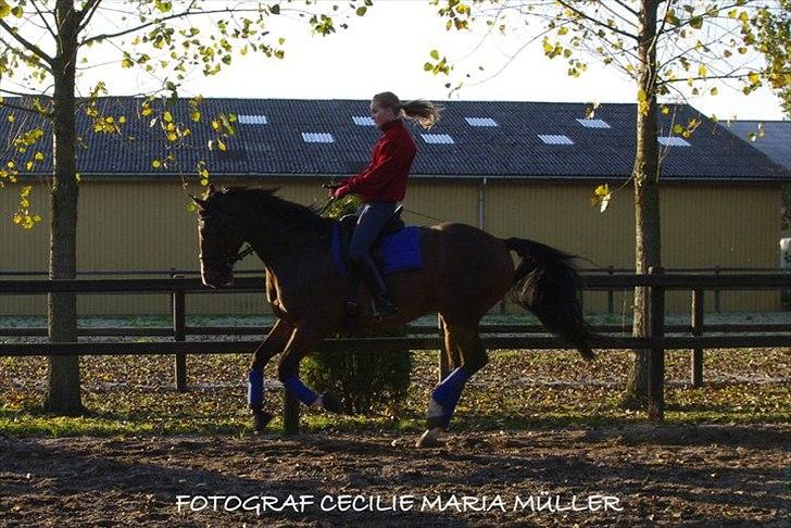 Trakehner Dalton - Galop galop galop (: billede 18