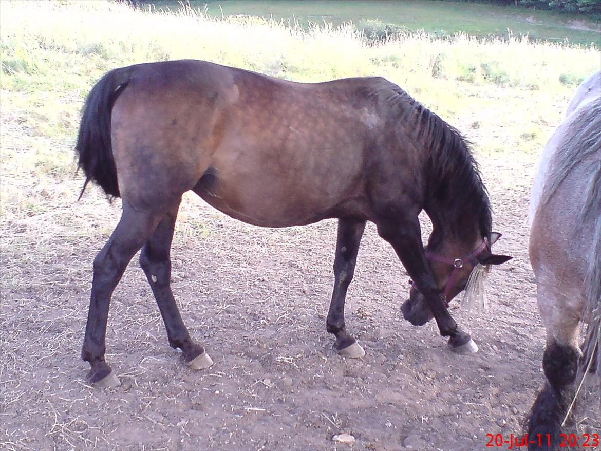 Traver Nikita ås billede 5