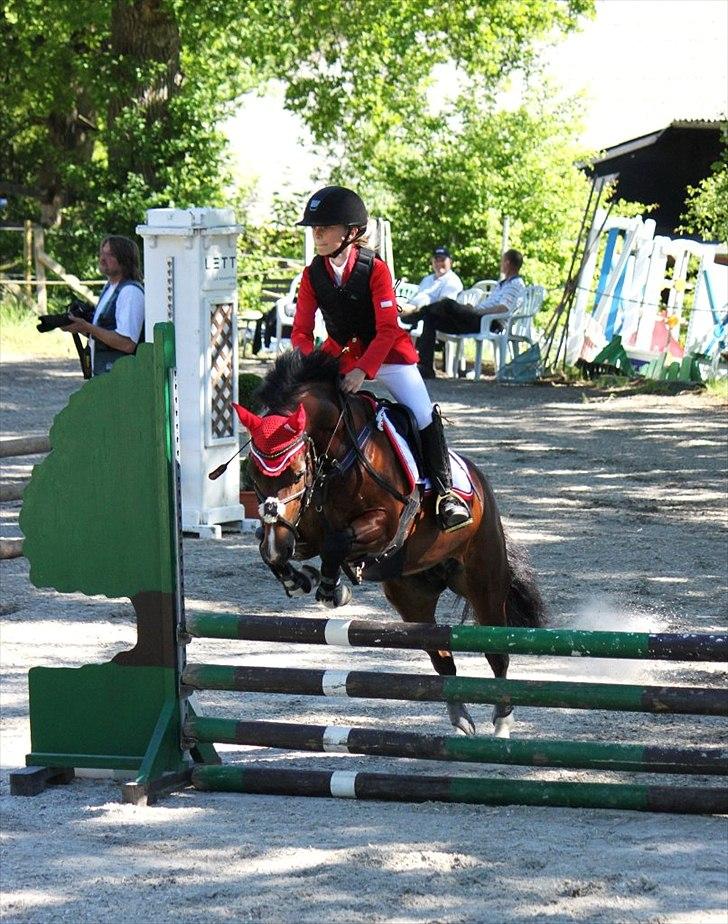 Welsh Pony af Cob-type (sec C) Åvangens Victoria - Stævne på Egene Ridecenter. Foto: KrS-Photo billede 11