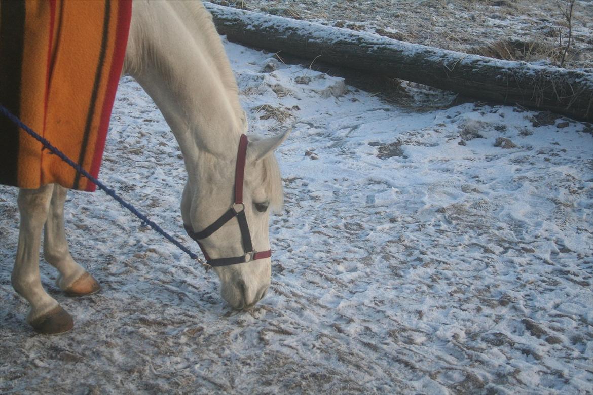 Anden særlig race Vestergaards quick step *SOLGT*  billede 7