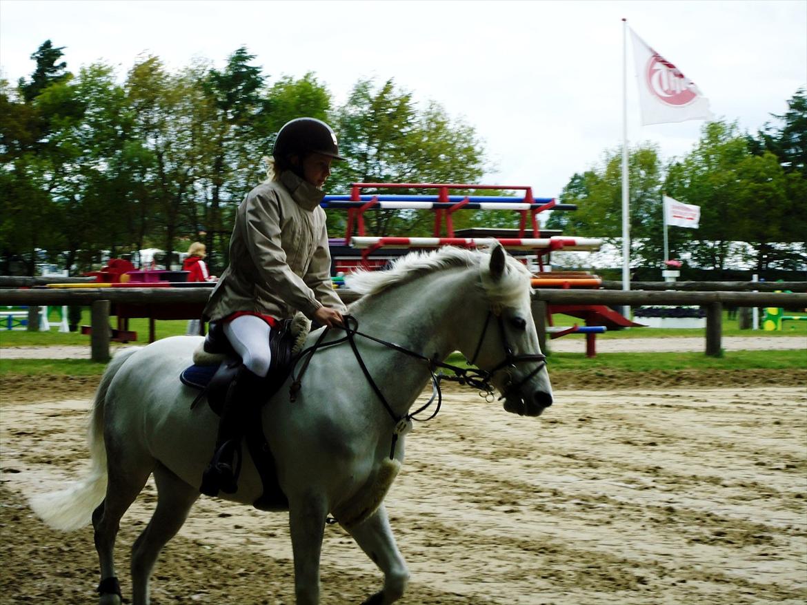 Anden særlig race Vestergaards quick step *SOLGT*  billede 11