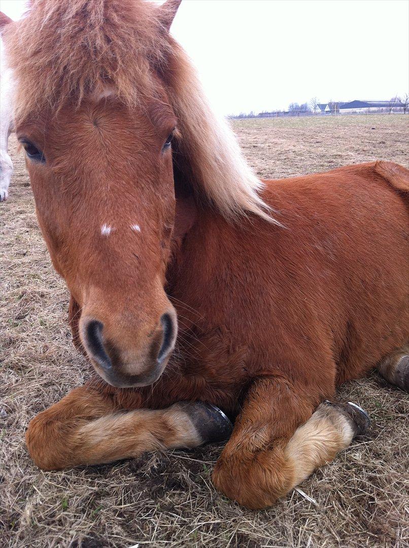 Islænder Trítill fra Fogedgaarden - sød pony billede 9