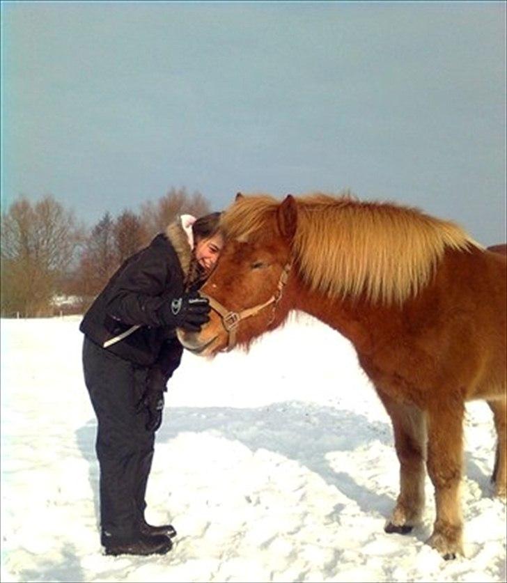 Islænder Trítill fra Fogedgaarden - Kærlighed kan ikke købes for penge - 
men personen der opfandt dette har vidst aldrig haft en heste. billede 8