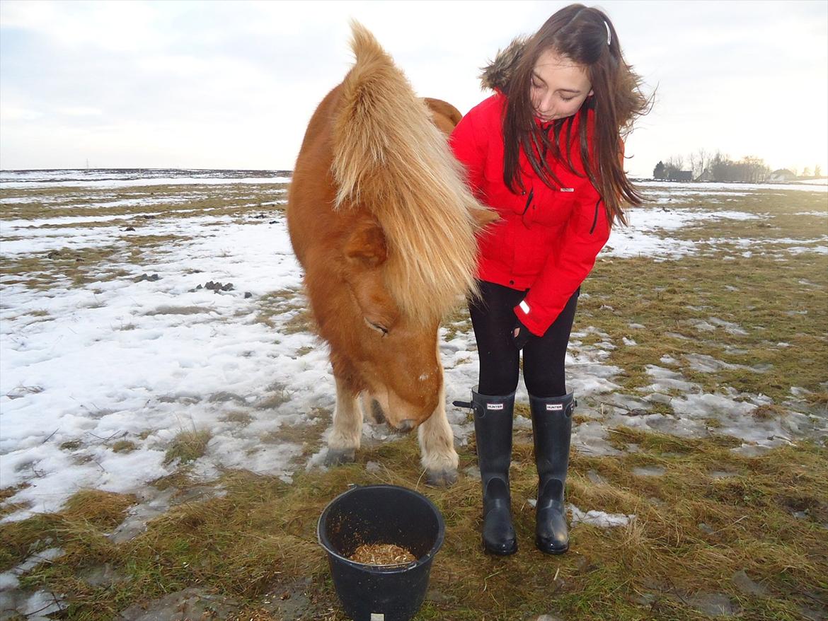Islænder Trítill fra Fogedgaarden - Vinter 2010 billede 10