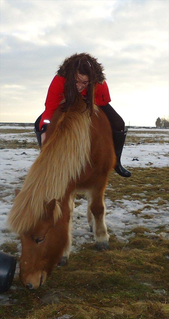 Islænder Trítill fra Fogedgaarden - Vinter 2010 billede 11