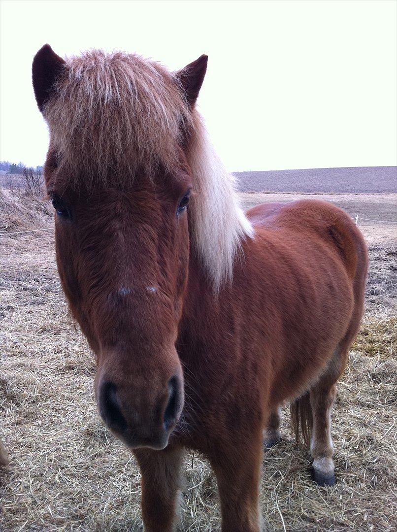 Islænder Trítill fra Fogedgaarden - mussssi! billede 12