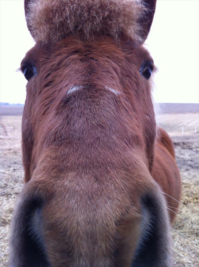 Islænder Trítill fra Fogedgaarden - skaaaaaaaaaaat billede 13