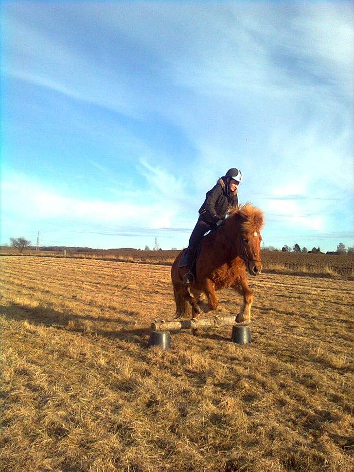 Islænder Trítill fra Fogedgaarden - hygge... billede 14