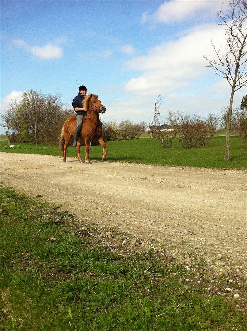 Islænder Trítill fra Fogedgaarden - Morfar og Tritill billede 15