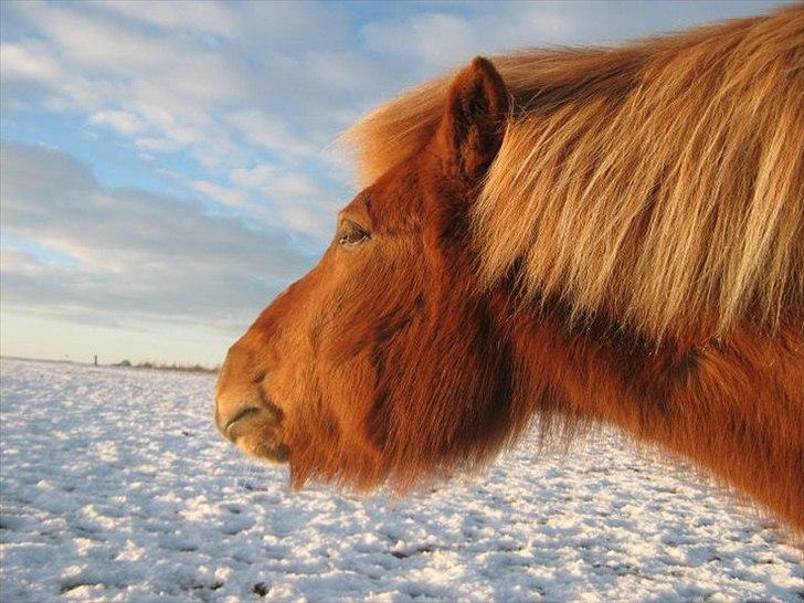 Islænder Trítill fra Fogedgaarden - Vinter 2010 billede 7