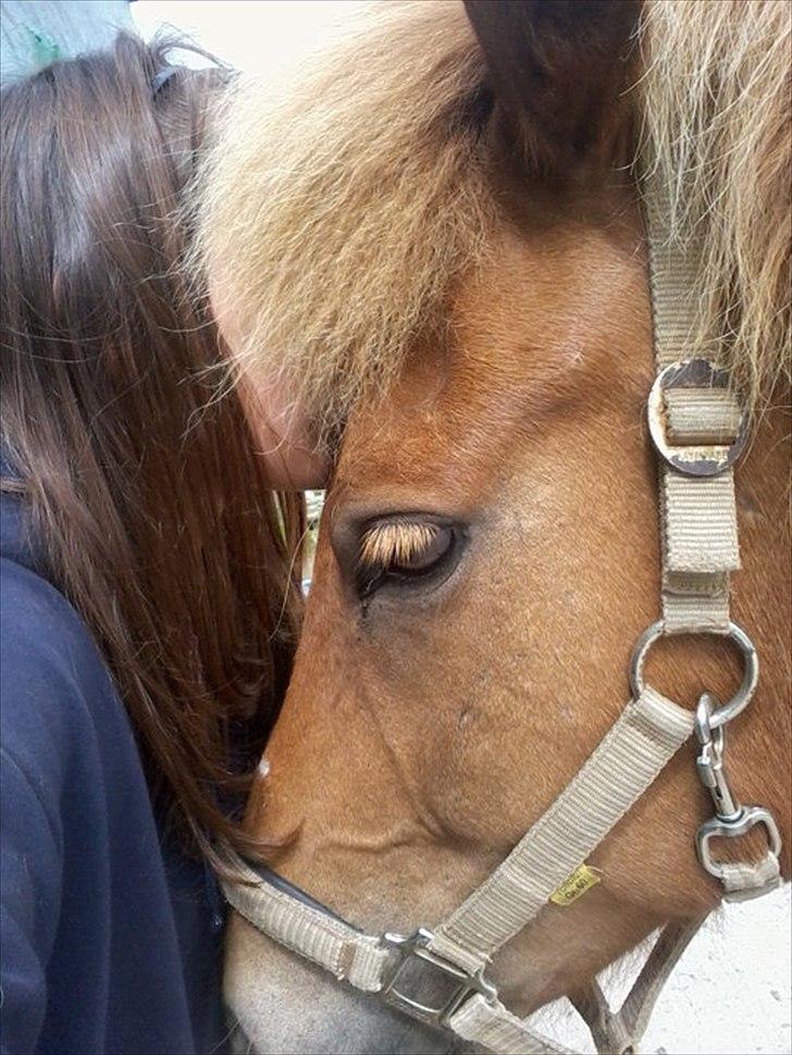 Islænder Trítill fra Fogedgaarden - Sommer 2008 billede 16