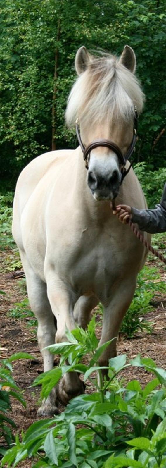 Fjordhest Legolas billede 1
