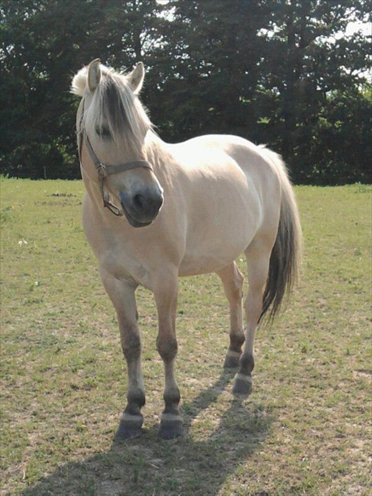 Fjordhest Pouline - Velkommen til Poulines profil :) 
Jeg håber i vil nyde billederne! :D

 billede 1