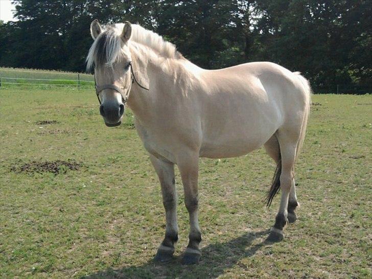 Fjordhest Pouline - På fold.. :-) billede 17