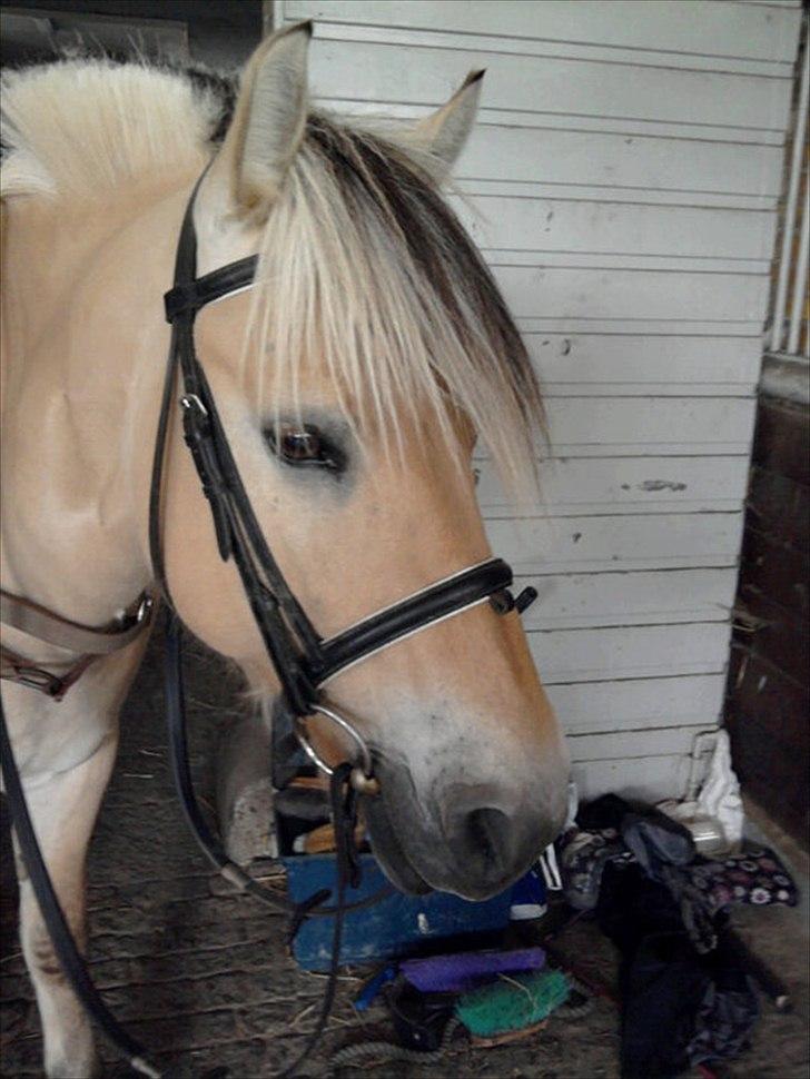 Fjordhest Pouline - Før en ridetur :D billede 8