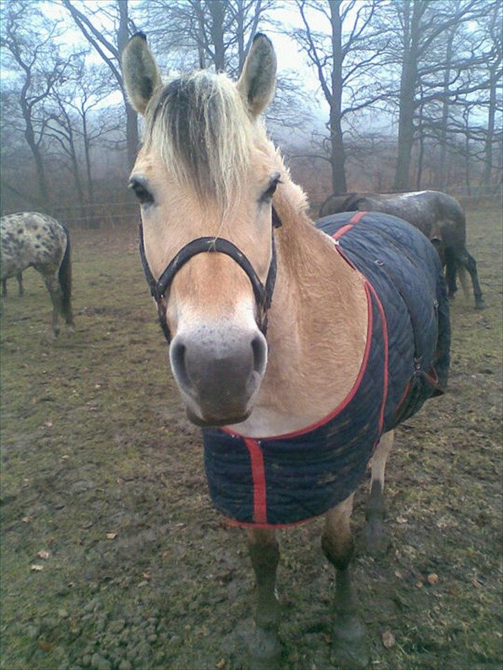 Fjordhest Pouline - En dejlig regnvejrsdag :-) billede 12