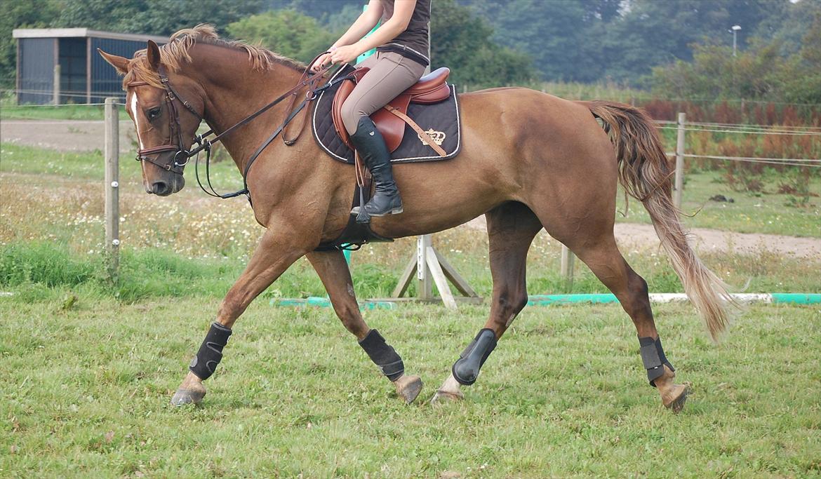 Anden særlig race Donna - Træning august 2011 billede 4