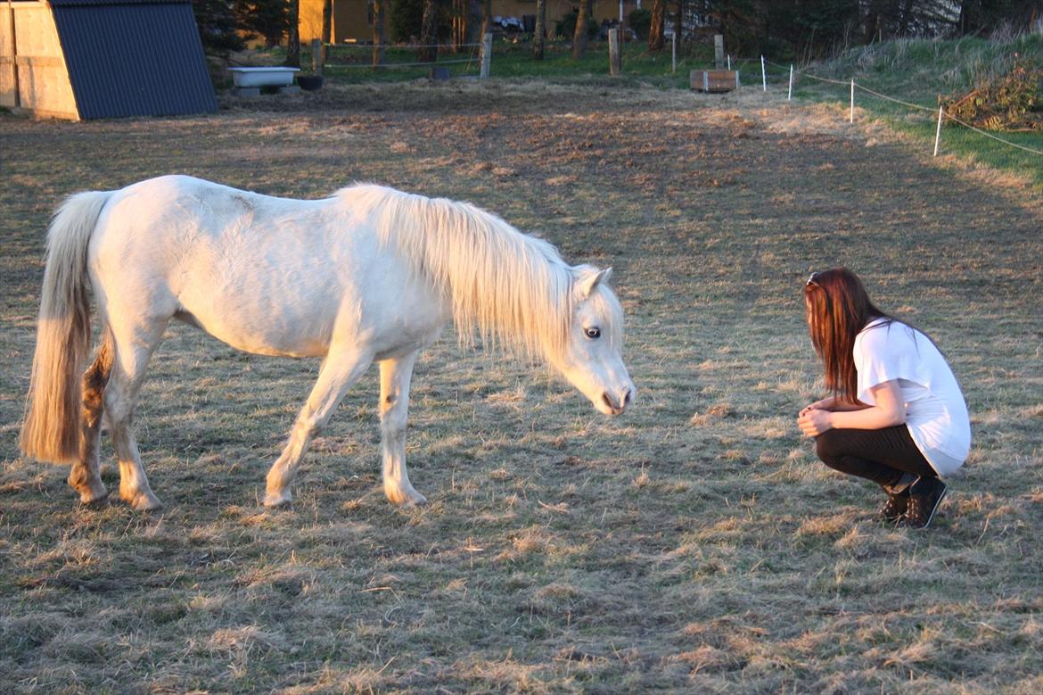 Welsh Mountain (sec A) Misty - sommer 2011 billede 5