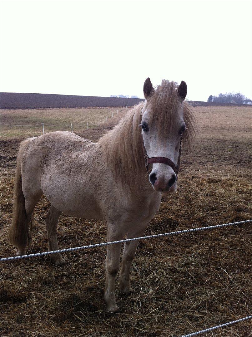 Welsh Mountain (sec A) Misty - beskidt skinke :) billede 6