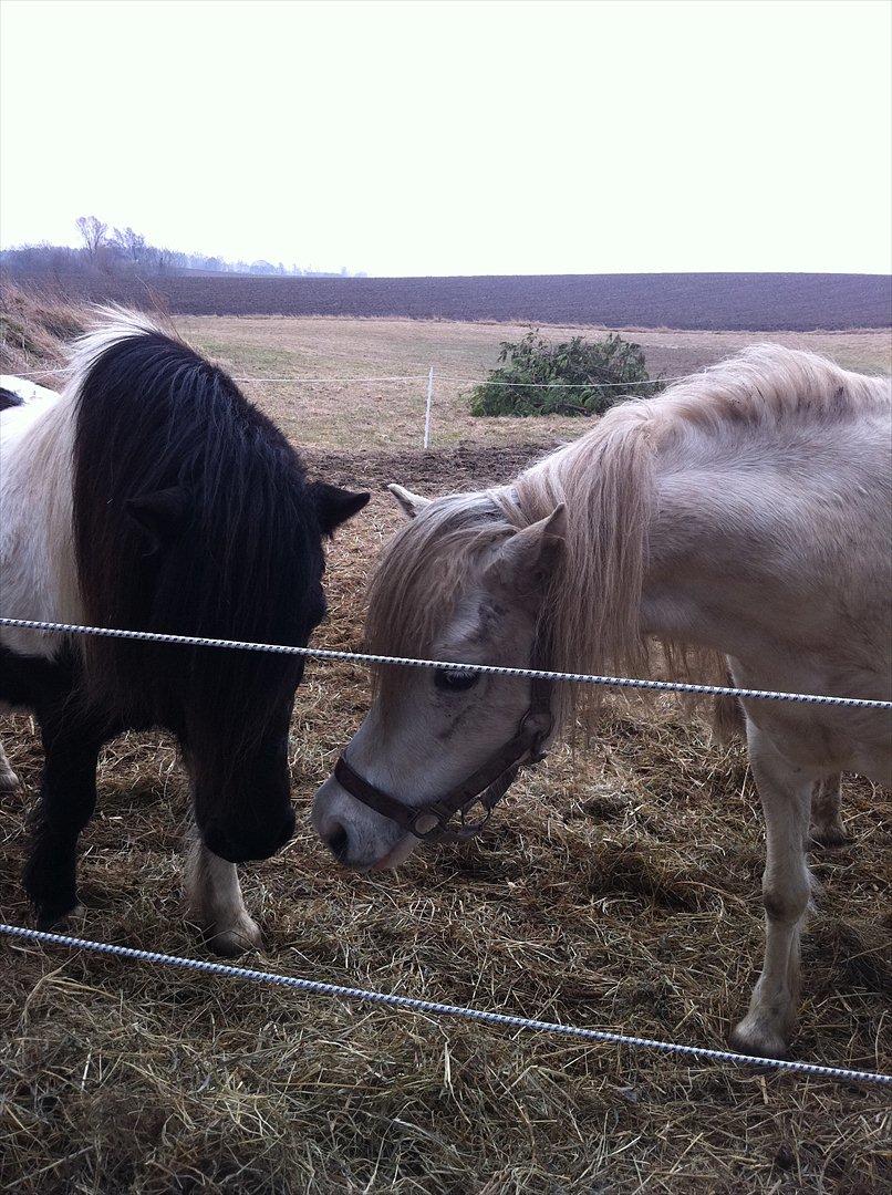 Welsh Mountain (sec A) Misty - kærlighed.. billede 7