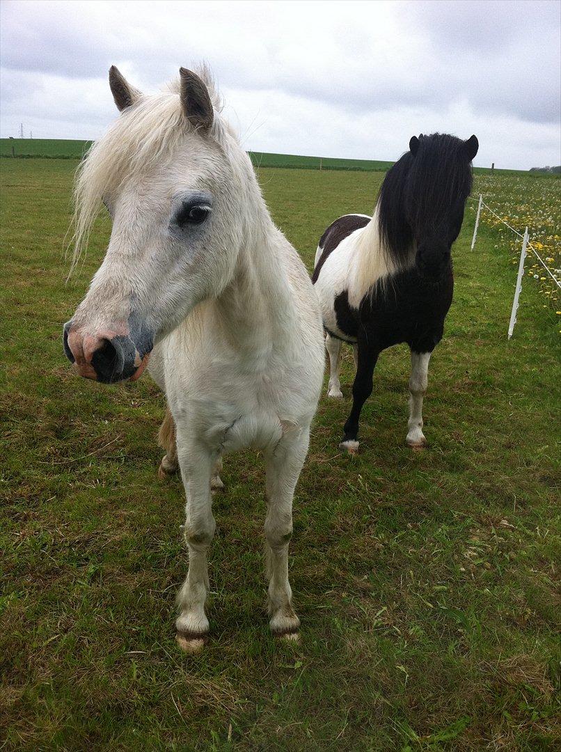 Welsh Mountain (sec A) Misty - skatteheste billede 8