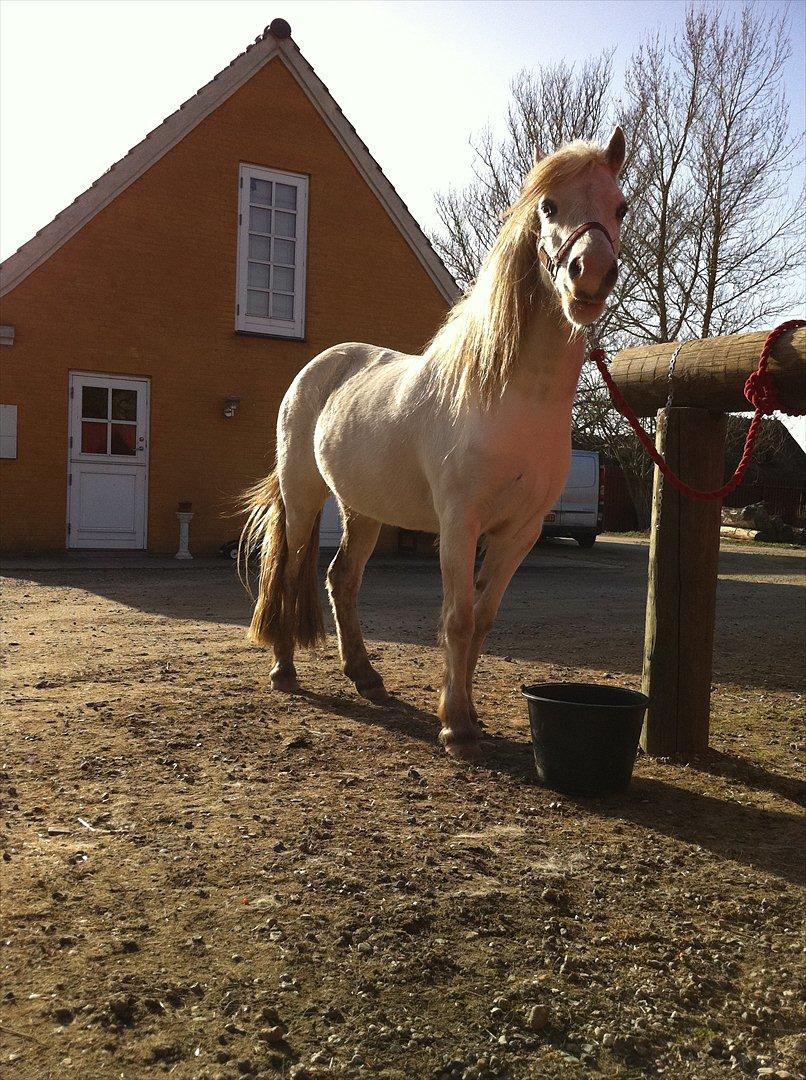 Welsh Mountain (sec A) Misty - smukke billede 9