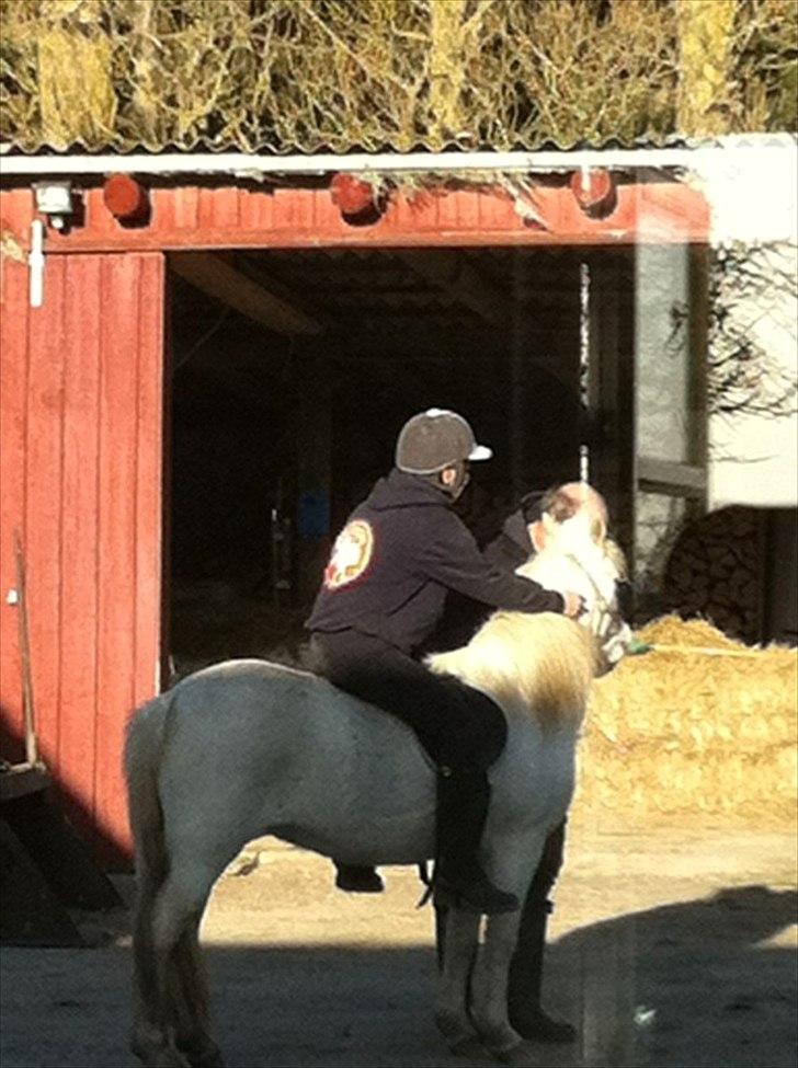 Welsh Mountain (sec A) Misty - første gang jeg sad på misty billede 10