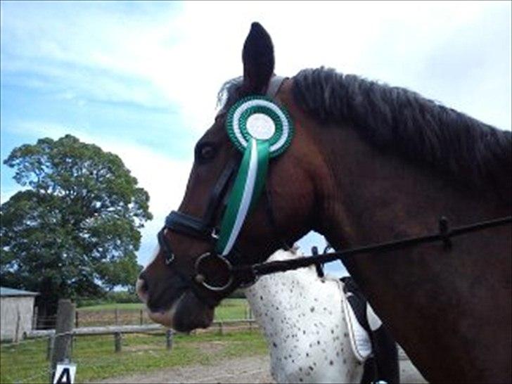 Anden særlig race ***Bastian*** billede 2