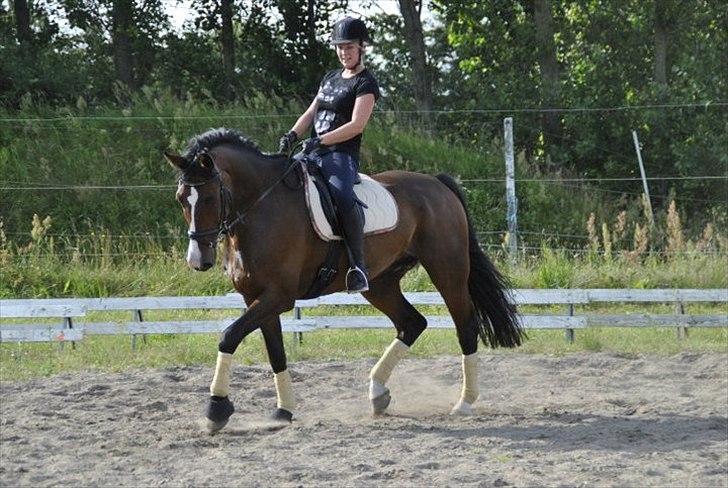 Dansk Varmblod Constantin - 29/7 - 2011. Foto: Karoline Kristoffersen. billede 6