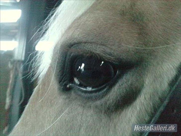 Haflinger Bailey (ejes af HDR) - Baileys smukke øje (: billede 7