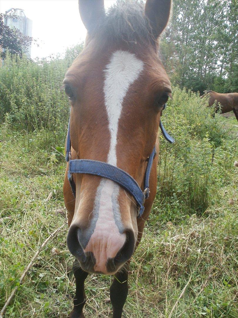 New Forest Odbjergs Elstar [SOLGT] - Dejlige Elstar!! billede 5