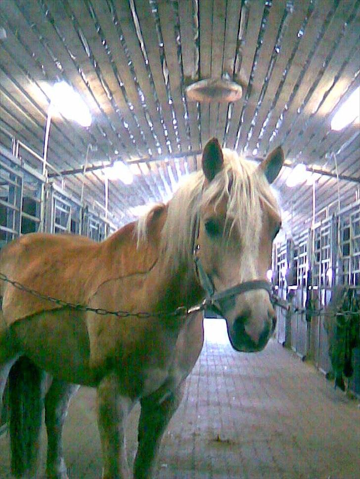 Haflinger Bailey (ejes af HDR) - Bailey på staldgangen billede 10