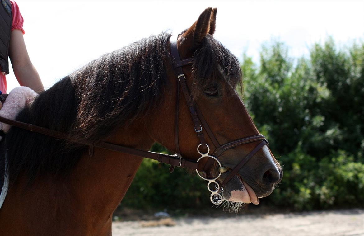 Welsh Partbred (Sec F) Cookie - Jeg slikker mig lige om munden så er jeg klar .. (;
FOTO; Sabrine G. Andersen billede 5