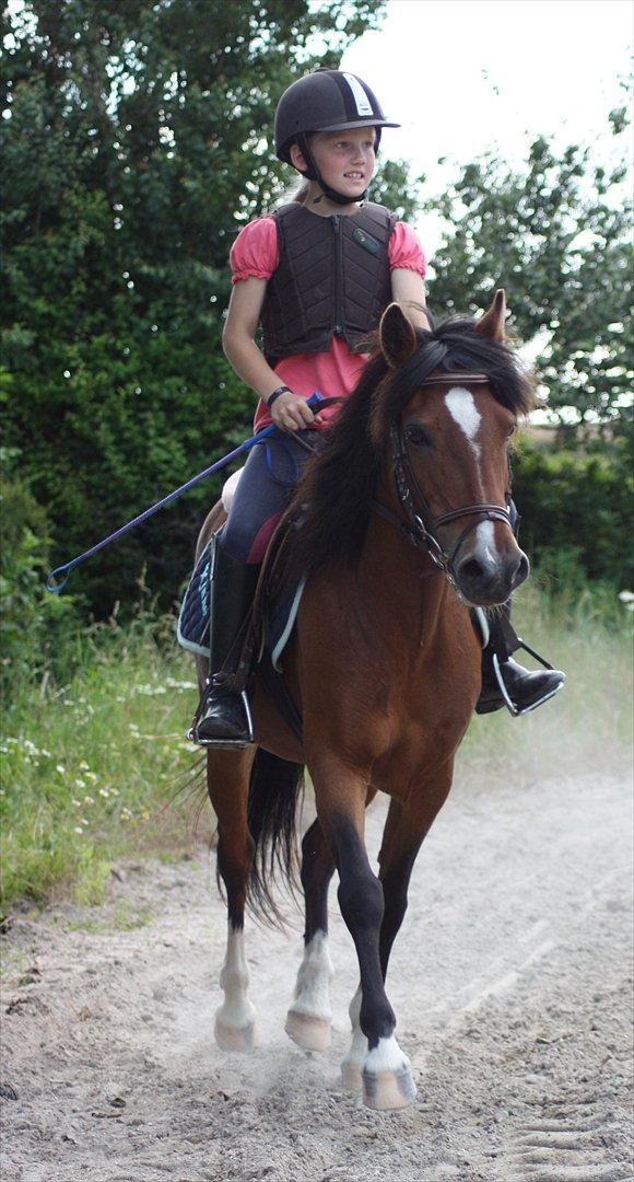 Welsh Partbred (Sec F) Cookie - 02.08.2011
FOTO; Sabrine G. Andersen billede 7