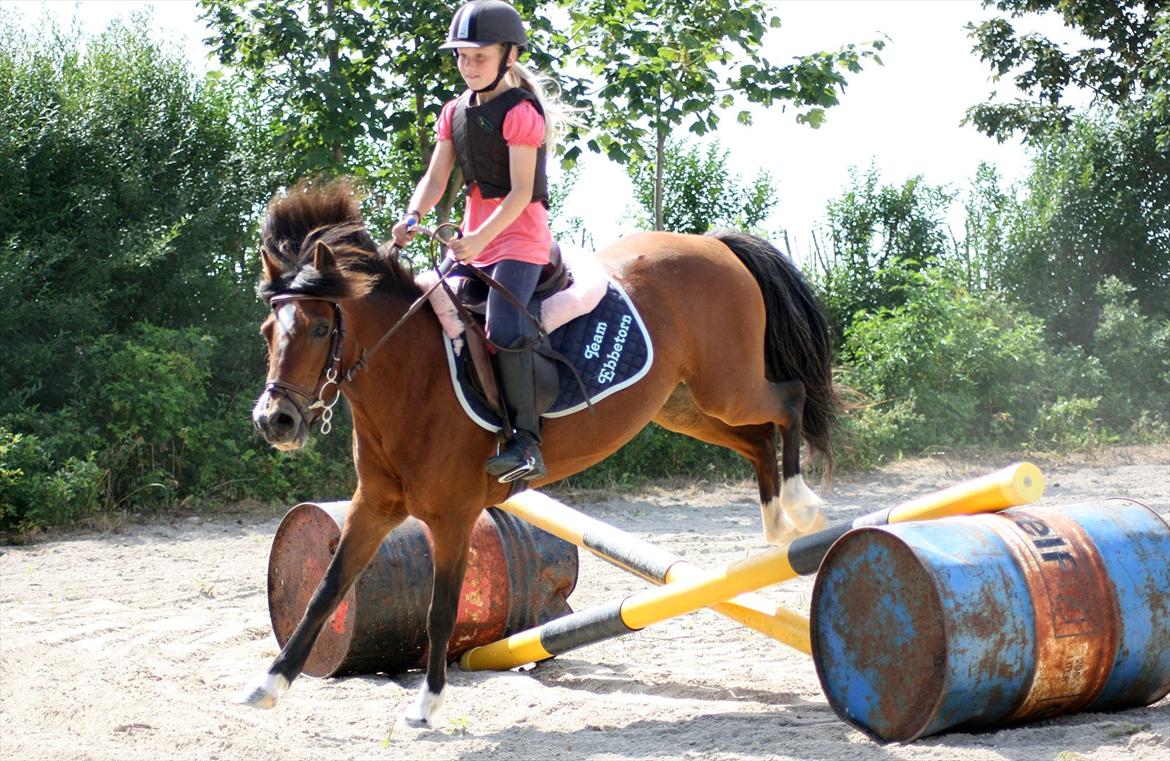 Welsh Partbred (Sec F) Cookie - For hårets skyld .. ='D
FOTO; Sabrine G. Andersen billede 6