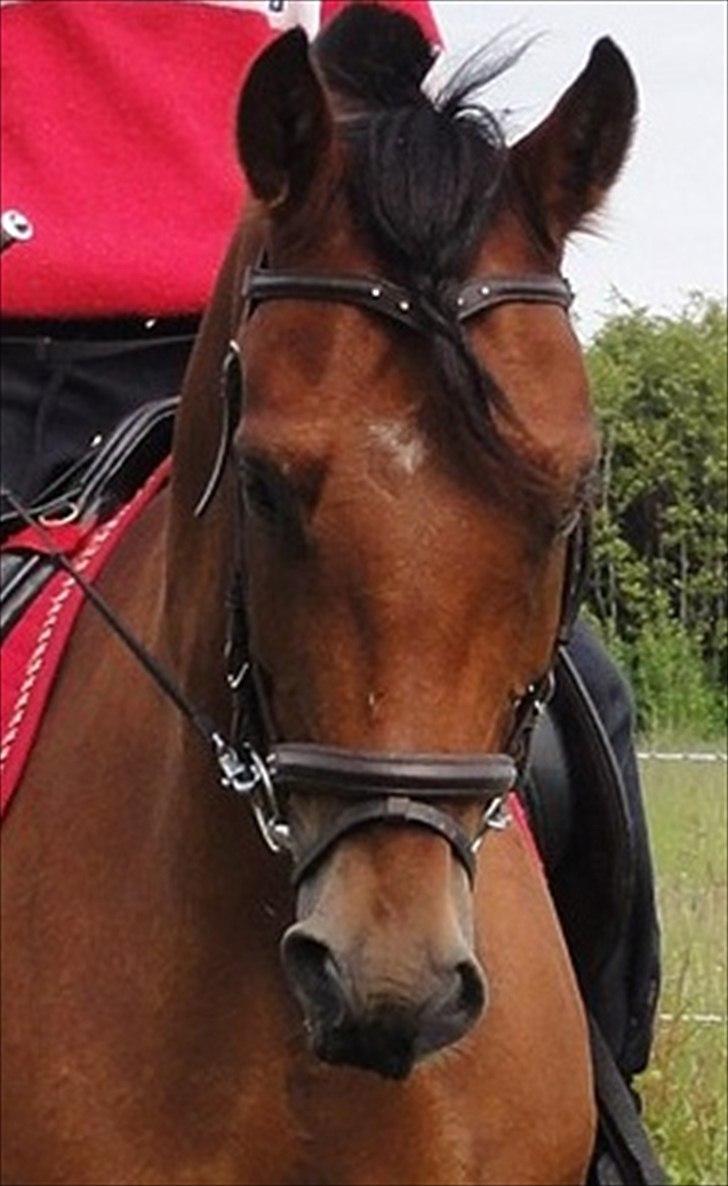 Anden særlig race Domino  - smukke domino billede 2